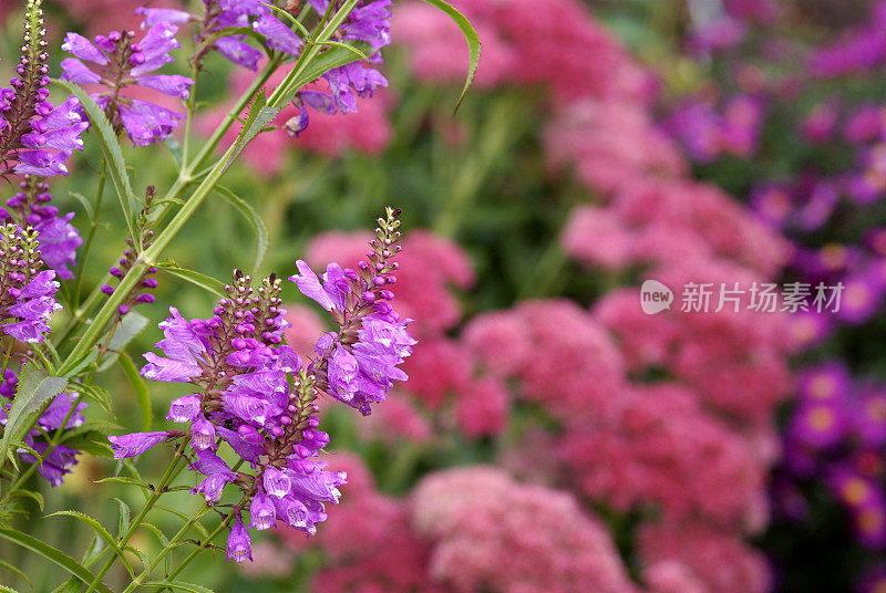 Physostegia virginiana花